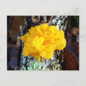 Schimmels Tremella mesenterica Briefkaart (Voorkant)