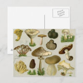 Schimmels voor eetbaar gebruik - paddenstoelen en briefkaart (Voorkant / Achterkant)