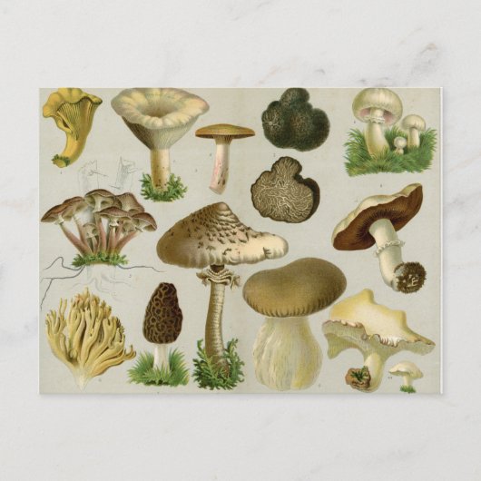 Schimmels voor eetbaar gebruik - paddenstoelen en briefkaart (Voorkant)