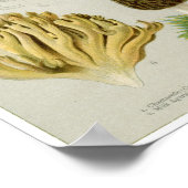 Schimmels voor eetbaar gebruik - paddenstoelen en poster (Hoek)