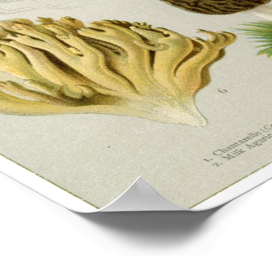 Schimmels voor eetbaar gebruik - paddenstoelen en  poster (Hoek)