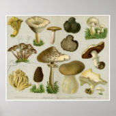 Schimmels voor eetbaar gebruik - paddenstoelen en  poster (Voorkant)