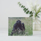 Schimpese Briefkaart (Staand voorkant)