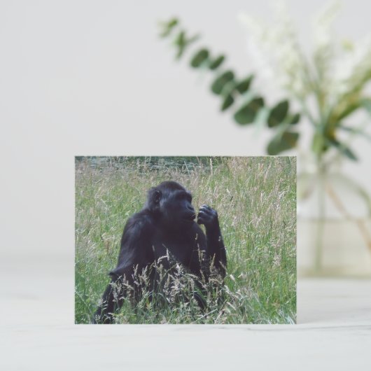 Schimpese Briefkaart (Staand voorkant)