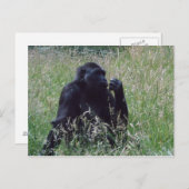 Schimpese Briefkaart (Voorkant / Achterkant)