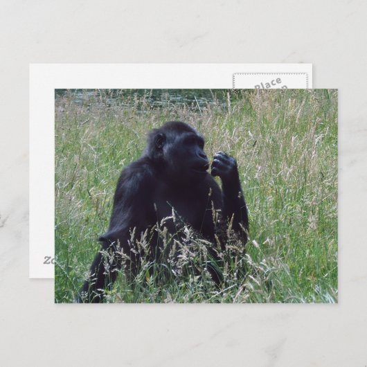 Schimpese Briefkaart (Voorkant / Achterkant)