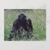 Schimpese Briefkaart (Voorkant)