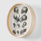 Schinz de Visser Human Monkey en Ape Skulls (Hoek)