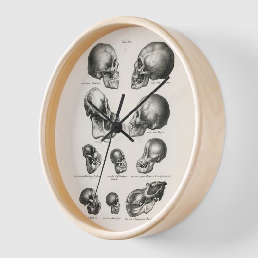 Schinz de Visser Human Monkey en Ape Skulls (Hoek)