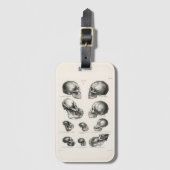 Schinz de Visser Human Monkey en Ape Skulls Bagagelabel (Voorkant (verticaal))