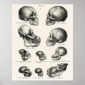 Schinz de Visser Human Monkey en Ape Skulls Poster (Voorkant)