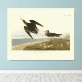 Schinz's Sandpiper uit Audubon's Birds of America Canvas Afdruk (Insitu (Houten vloer))
