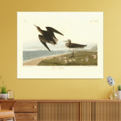 Schinz's Sandpiper uit Audubon's Birds of America Canvas Afdruk (Insitu (Woonkamer))