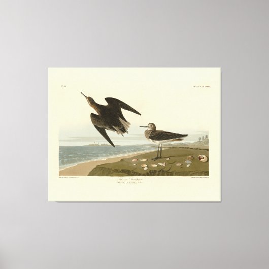 Schinz's Sandpiper uit Audubon's Birds of America Canvas Afdruk (Voorkant)