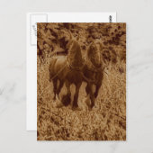 Schippaarden klaar voor ploegen briefkaart (Voorkant / Achterkant)