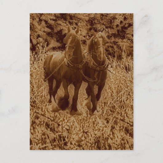 Schippaarden klaar voor ploegen briefkaart (Voorkant)