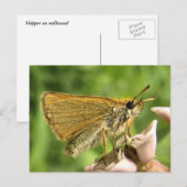 Schipper op Milkweed Briefkaart (Voorkant / Achterkant)