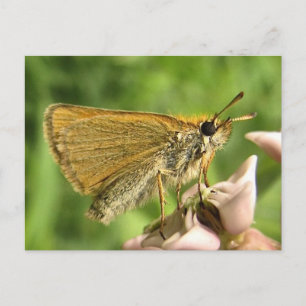 Schipper op Milkweed Briefkaart