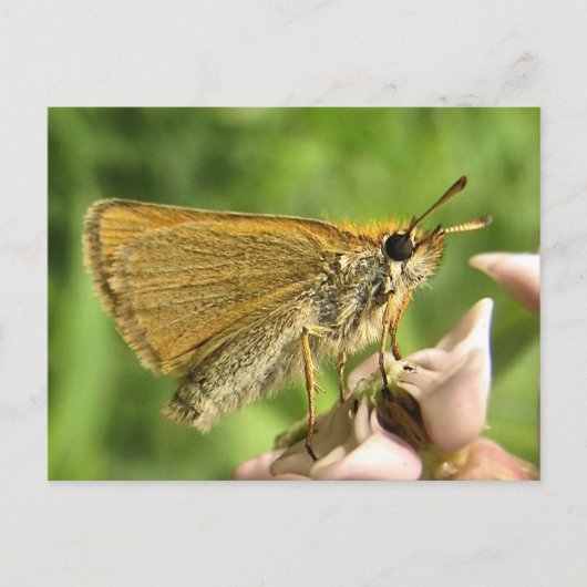 Schipper op Milkweed Briefkaart (Voorkant)
