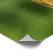 Schipper op Milkweed Poster (Hoek)