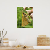 Schipper op Milkweed Poster (Keuken)