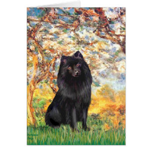 Schipperke 2 - Voorjaar