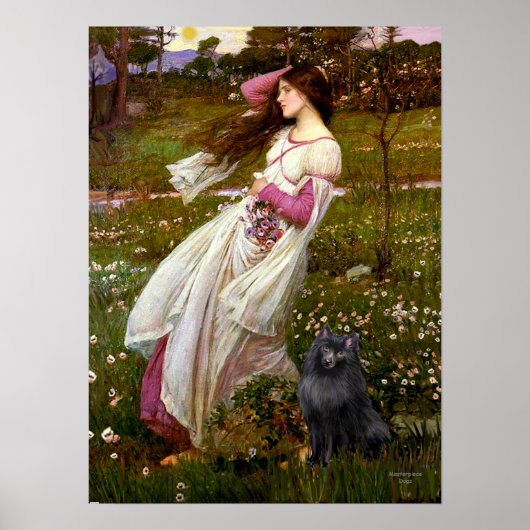Schipperke 2 - Windbloemen Poster (Voorkant)