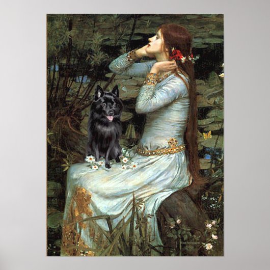 Schipperke 4 - Ophelia Seated Poster (Voorkant)