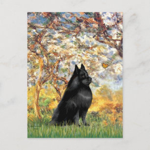 Schipperke 6 - Voorjaar Briefkaart