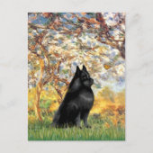 Schipperke 6 - Voorjaar Briefkaart (Voorkant)