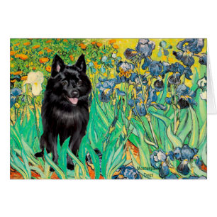 Schipperke 7 - Irises