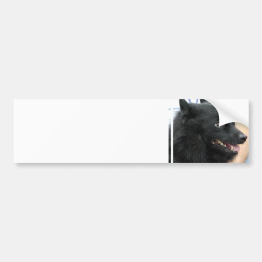 Schipperke Bumpersticker (Voorkant)