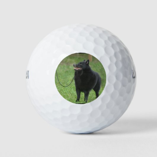 Schipperke Dog Golfballen (Voorkant)