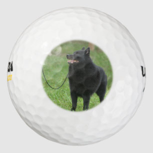 Schipperke Dog Golfballen
