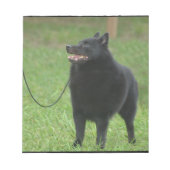 Schipperke Dog Notitieblok (Voorkant)