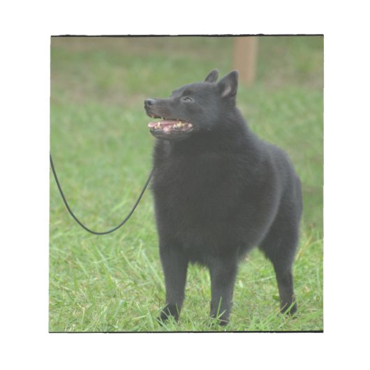 Schipperke Dog Notitieblok (Voorkant)