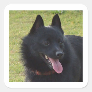 Schipperke.nl Vierkante Sticker