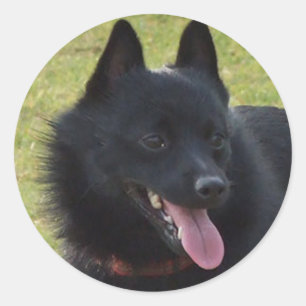 Schipperke Ronde Sticker