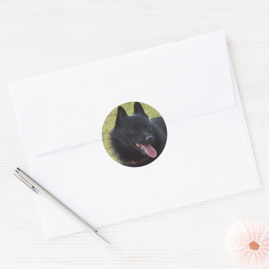 Schipperke Ronde Sticker (Envelop)