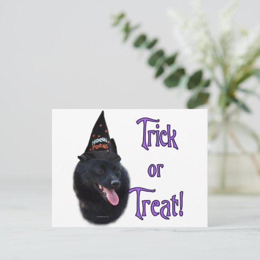 Schipperke Trick Briefkaart (Staand voorkant)