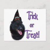 Schipperke Trick Briefkaart (Voorkant)