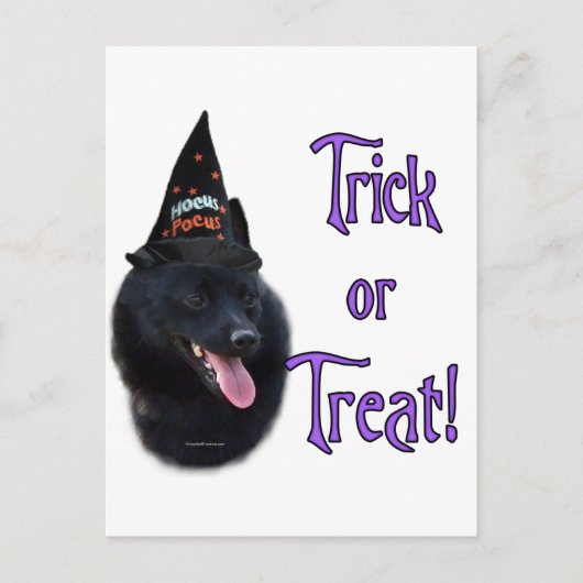 Schipperke Trick Briefkaart (Voorkant)