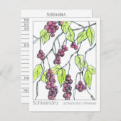 Schisandra Herb Materia Medica Kaarten Kruidenstud (Voorkant / Achterkant)