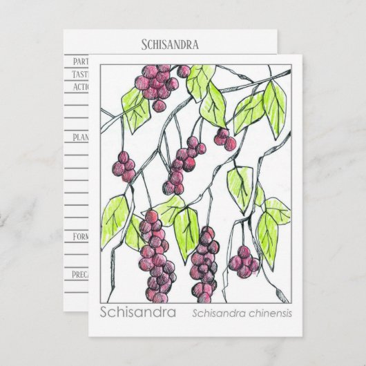 Schisandra Herb Materia Medica Kaarten Kruidenstud (Voorkant / Achterkant)
