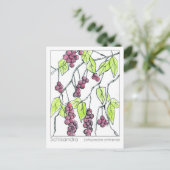 Schisandra Herb Materia Medica Kaarten Kruidenstud (Staand voorkant)