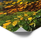 Schitterend berkenbos in de herfst poster (Hoek)