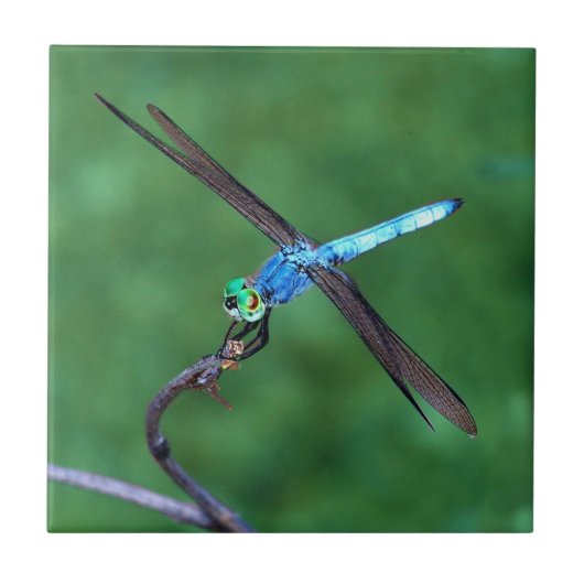 Schitterend blauw dragonfly fotoontwerp tegeltje (Voorkant)