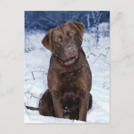 Schitterend bruin dog design briefkaart