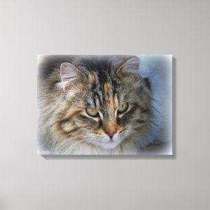 Schitterend Feral Cat Portrait Canvas afdrukken