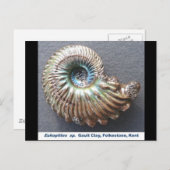 Schitterend gedopt ammonietfossiel briefkaart (Voorkant / Achterkant)